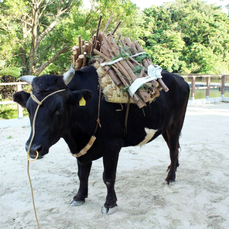 口之島牛・荷積み