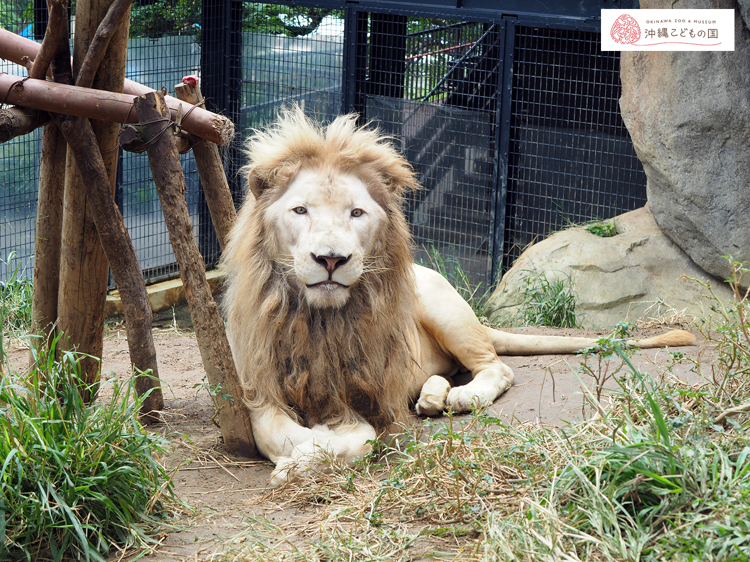 ライオン | 沖縄こどもの国 - Okinawa Zoo & Museum