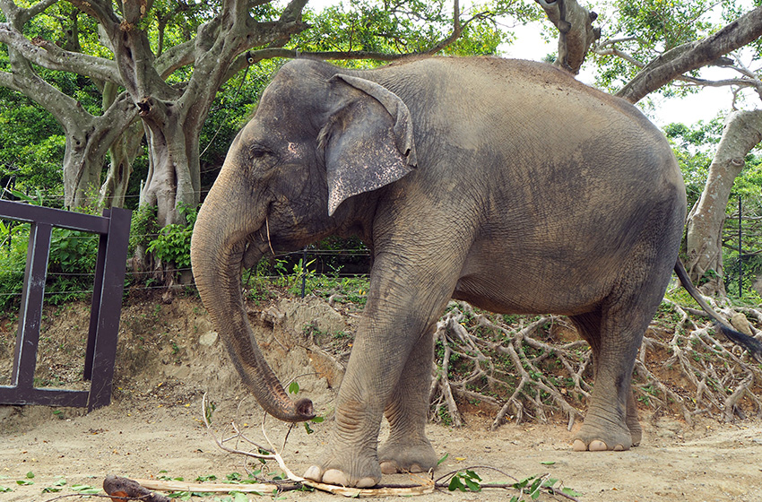 インドゾウ