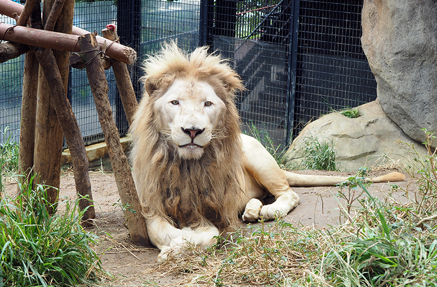 ライオンの写真