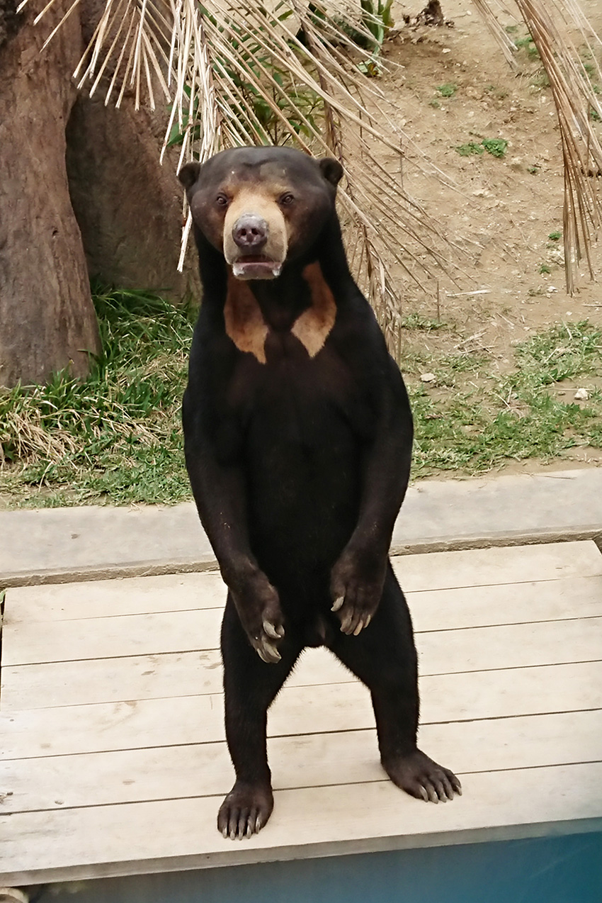 マレーグマの写真