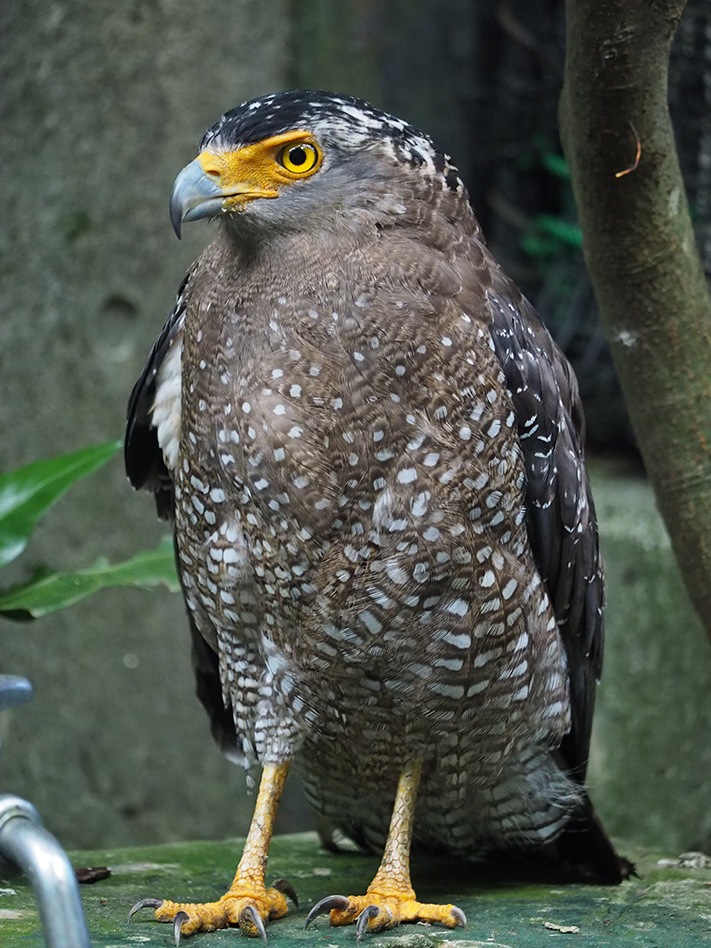 カンムリワシの写真