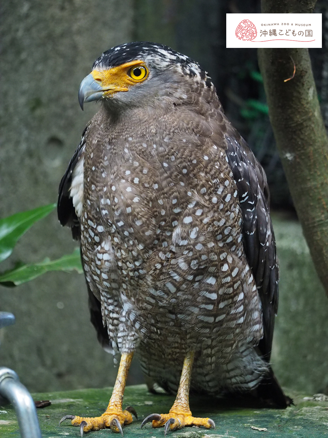 カンムリワシの写真