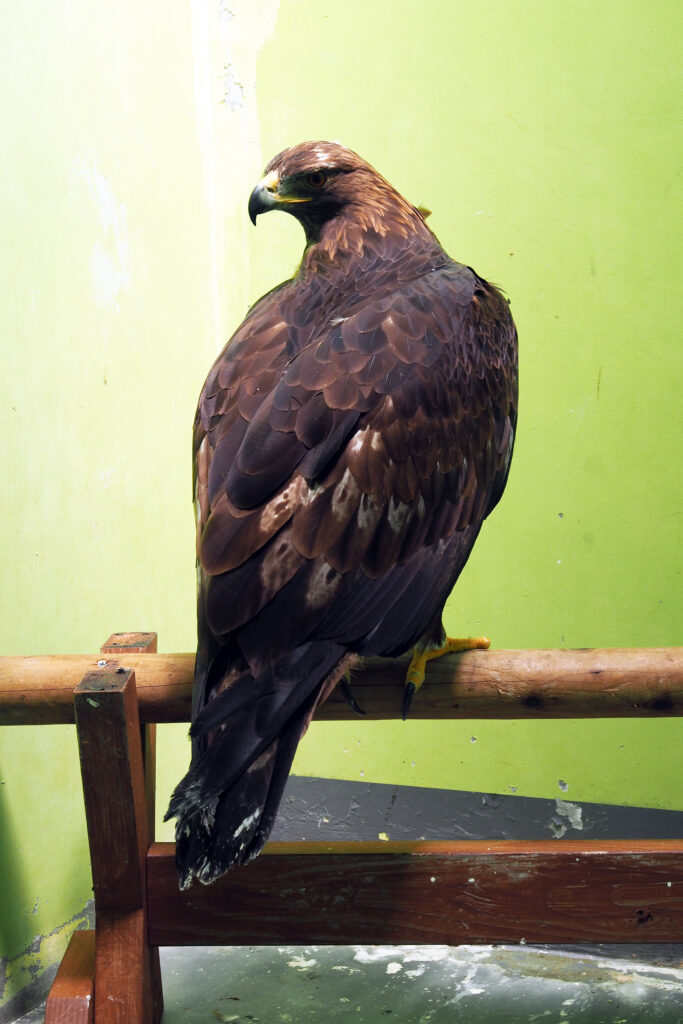 ニホンイヌワシが新しく仲間入りしました！ | 沖縄こどもの国 - Okinawa Zoo & Museum