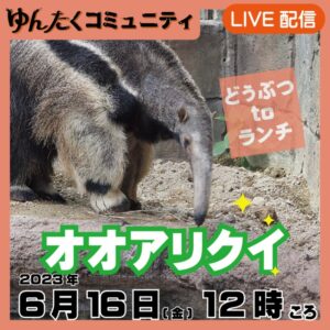 ゆんたくコミュニティ限定ライブ配信どうぶつtoランチ【オオアリクイ】