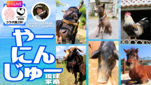 大牟田市動物園×沖縄こどもの国Youtubeライブ配信『やーにんじゅー（琉球家畜）』
