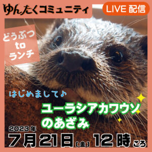 ゆんたくコミュニティ限定ライブ配信どうぶつtoランチ【ユーラシアカワウソのあざみ】