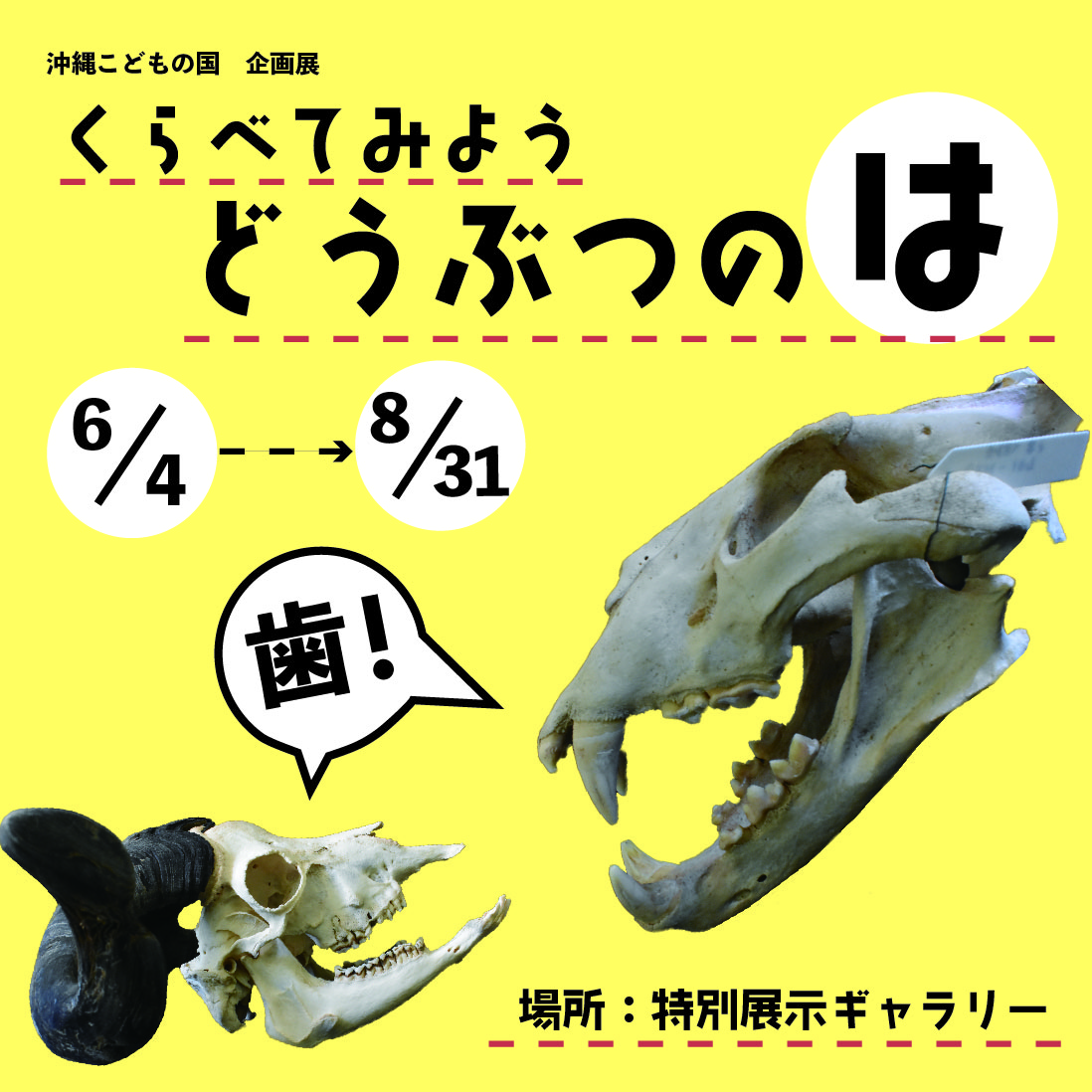 ハ・は・歯！ 〜くらべてみよう動物の歯〜 | 沖縄こどもの国 - Okinawa