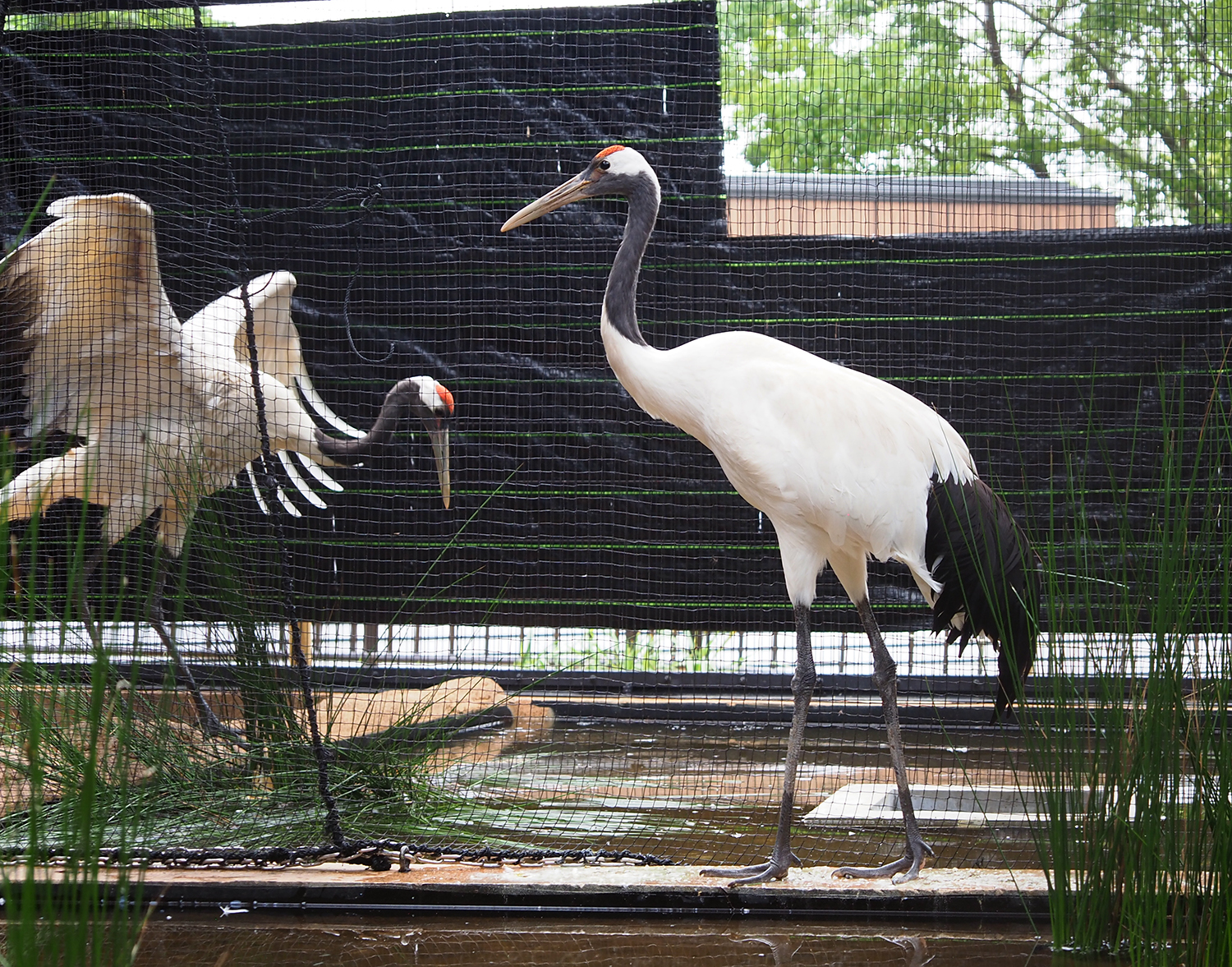 名前決定！】タンチョウヅル | 沖縄こどもの国 - Okinawa Zoo & Museum
