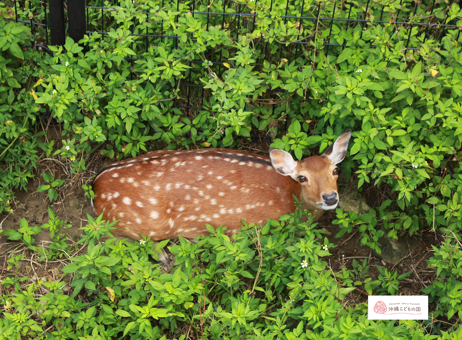 ハナジカ（タイワンジカ）の写真