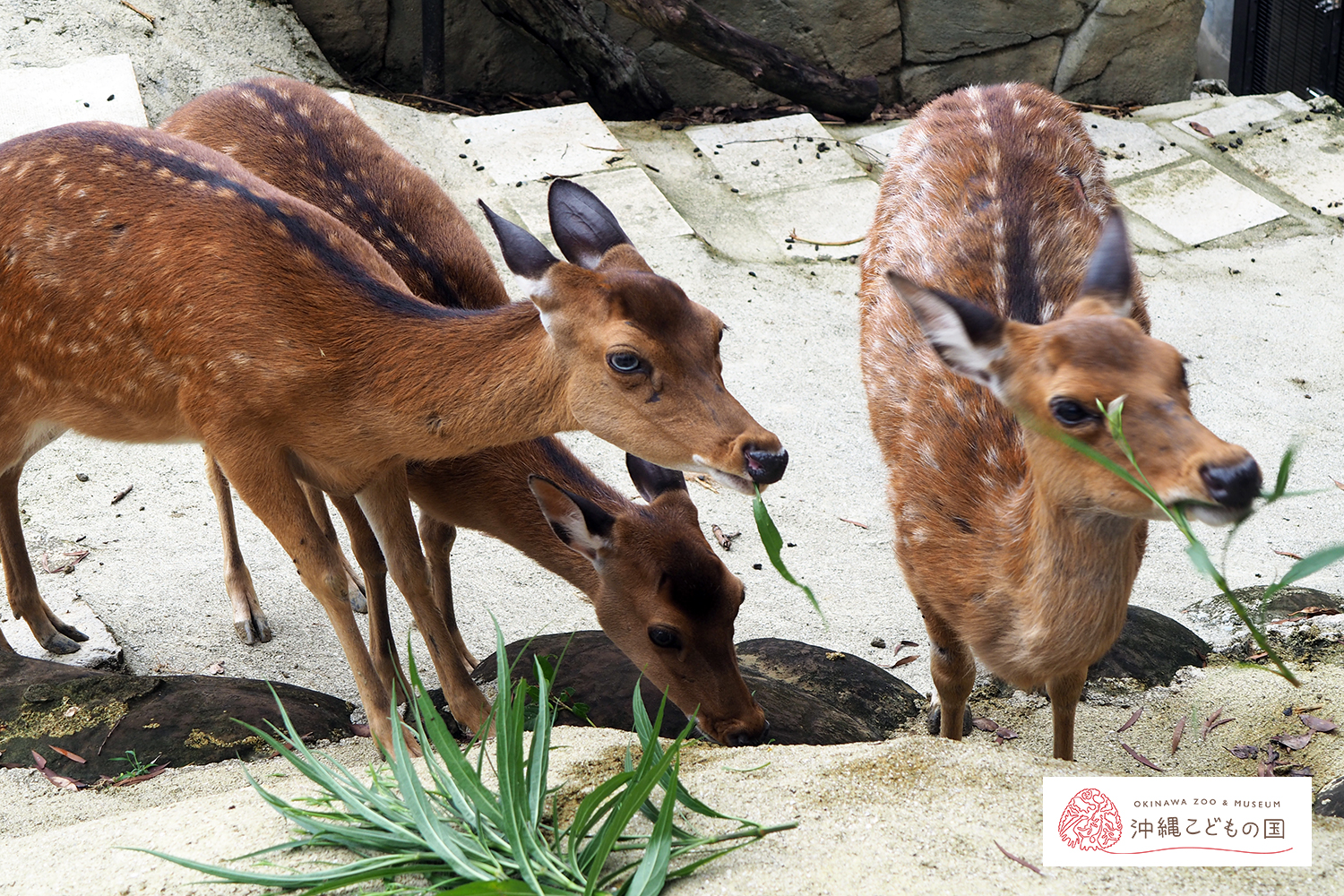 ハナジカ（タイワンジカ）の写真