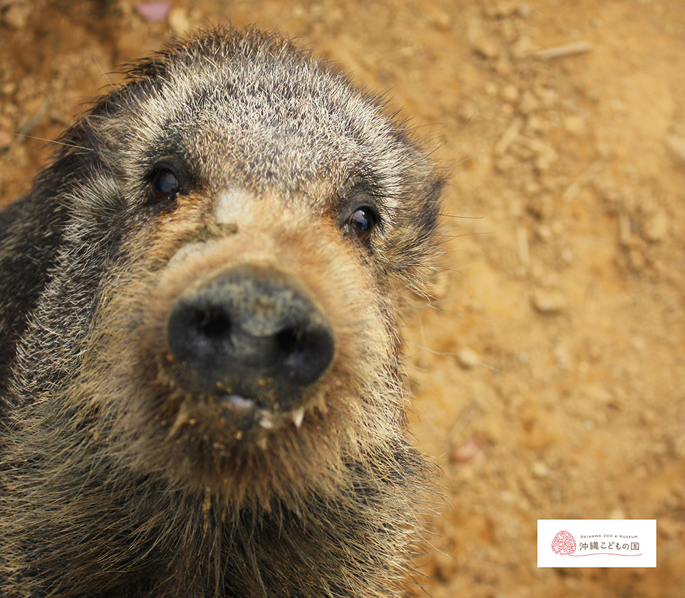 リュウキュウイノシシの写真