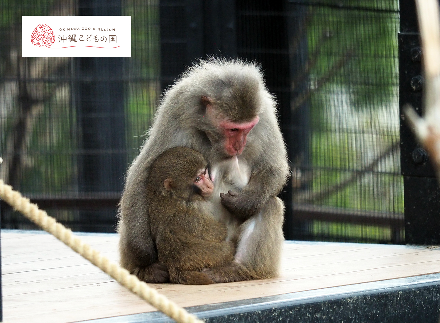 ヤクシマザルの写真