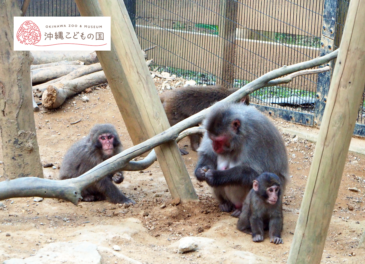 ヤクシマザルの写真