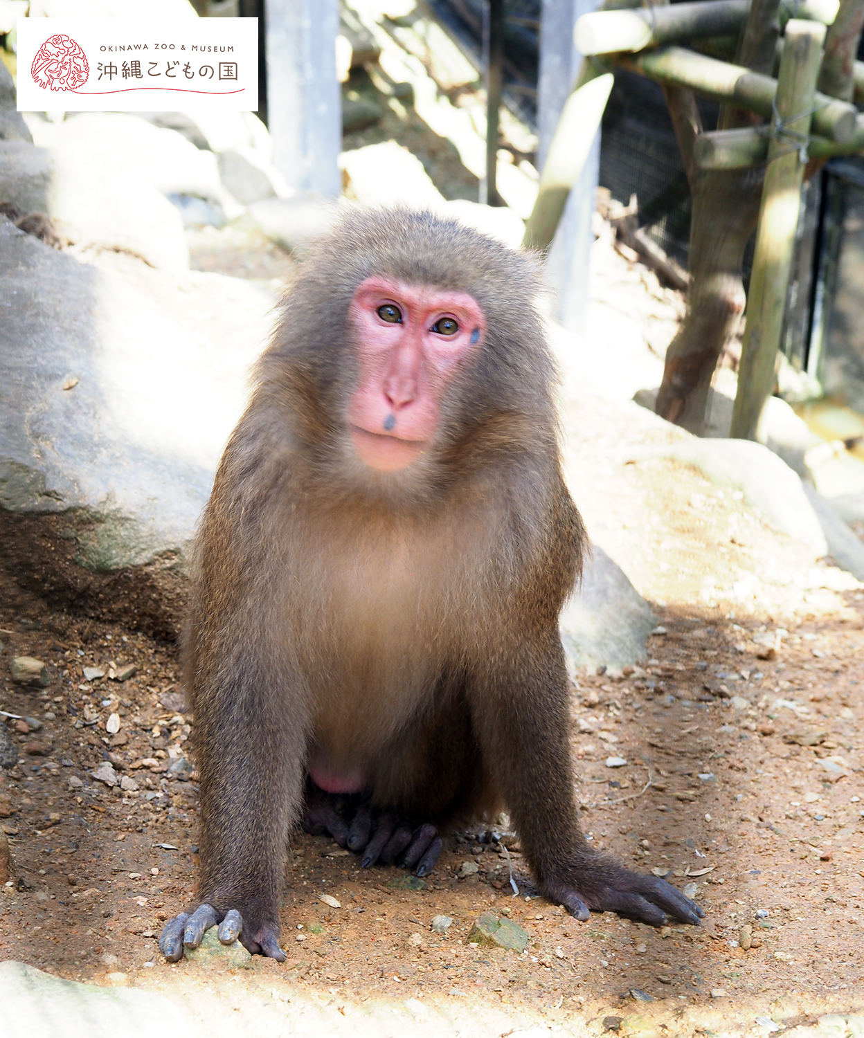 ヤクシマザルの写真