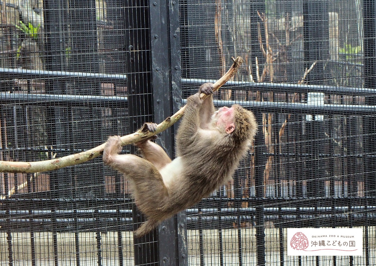 ヤクシマザルの写真