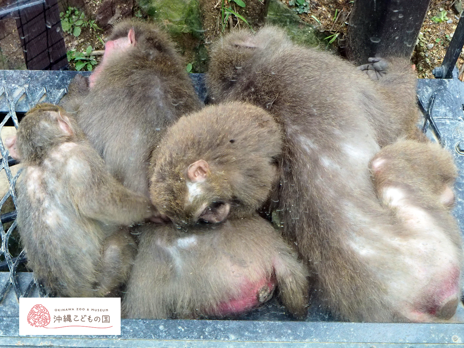 ヤクシマザルの写真