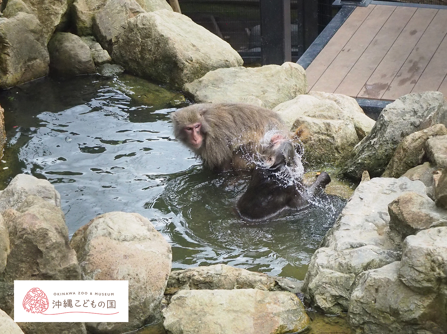 ヤクシマザルの写真