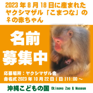 【名前投票中！】ヤクシマザル_こまつなの子