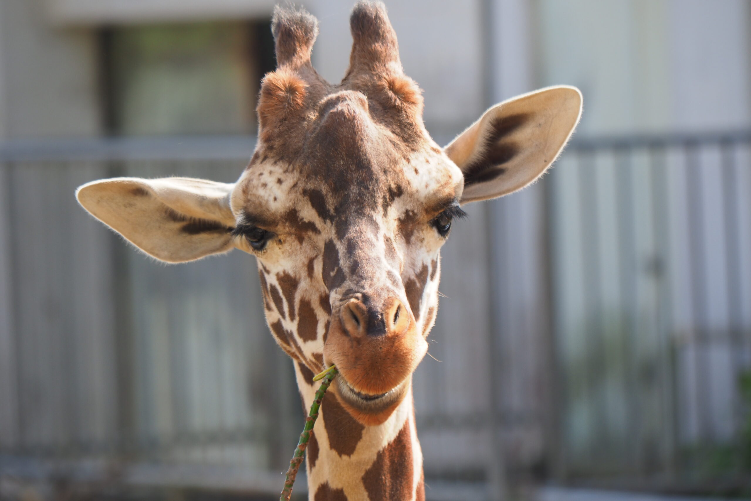 アミメキリンの光が多摩動物公園へ移動します | 沖縄こどもの国