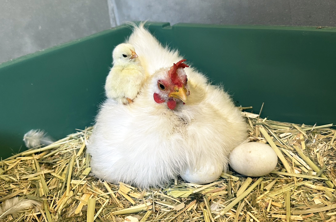 ニワトリ（チャボ）のヒナが誕生しました！ | 沖縄こどもの国