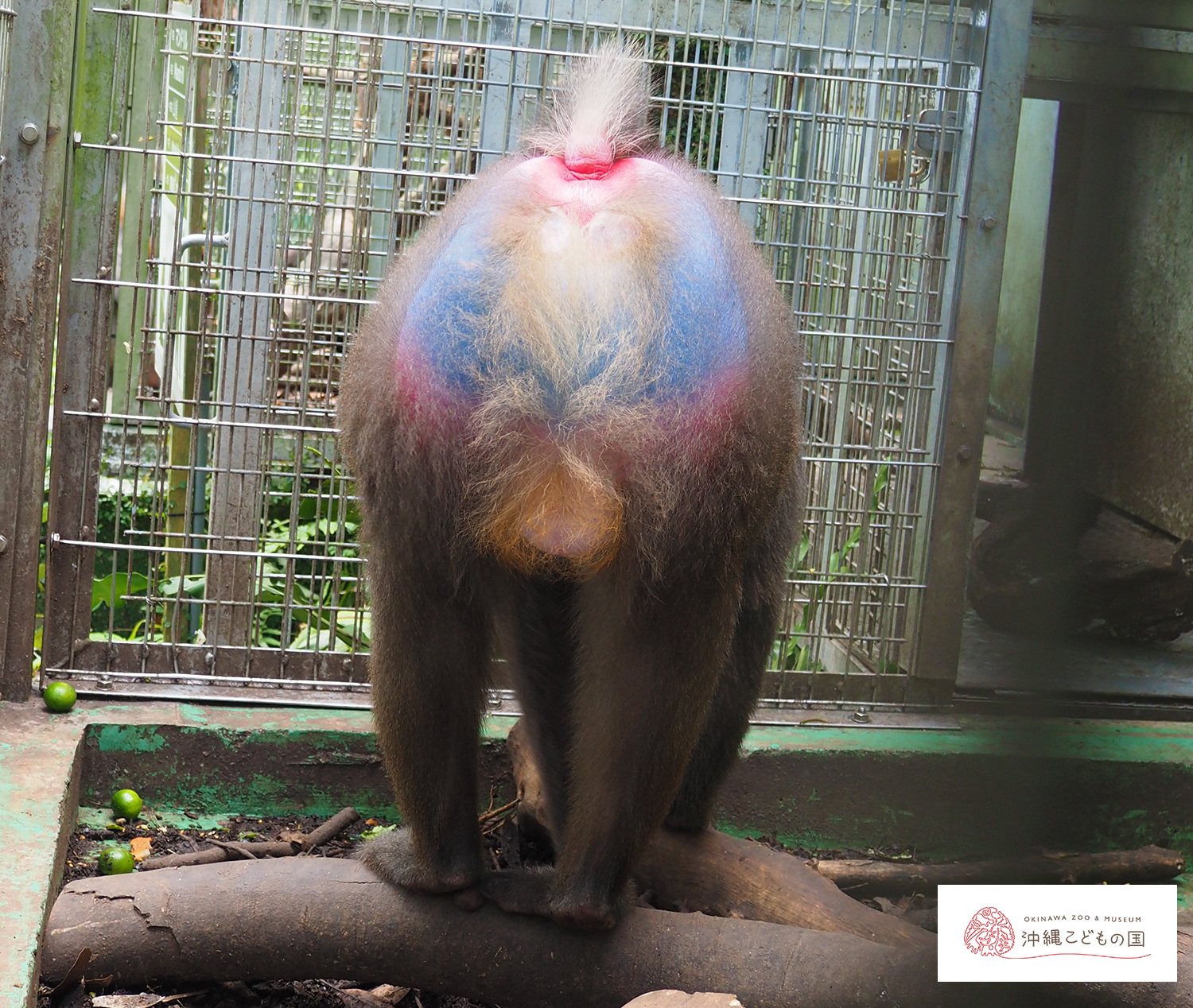 マンドリルの写真