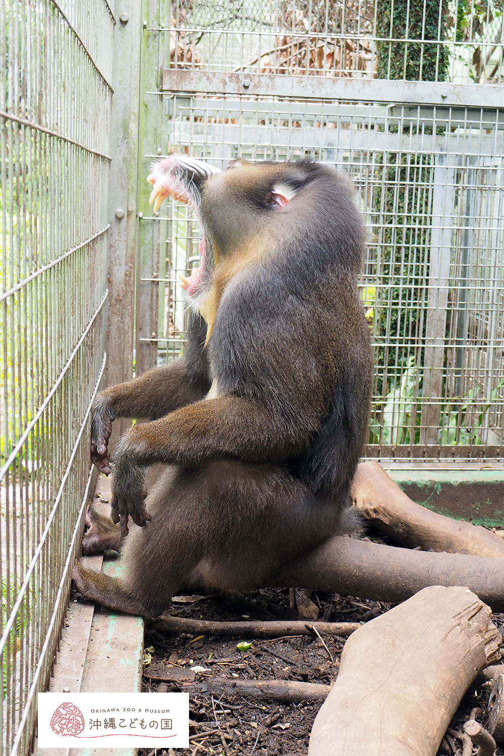 マンドリルの写真