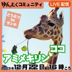 ゆんたくコミュニティ限定ライブ配信どうぶつtoランチ【アミメキリンのココ】