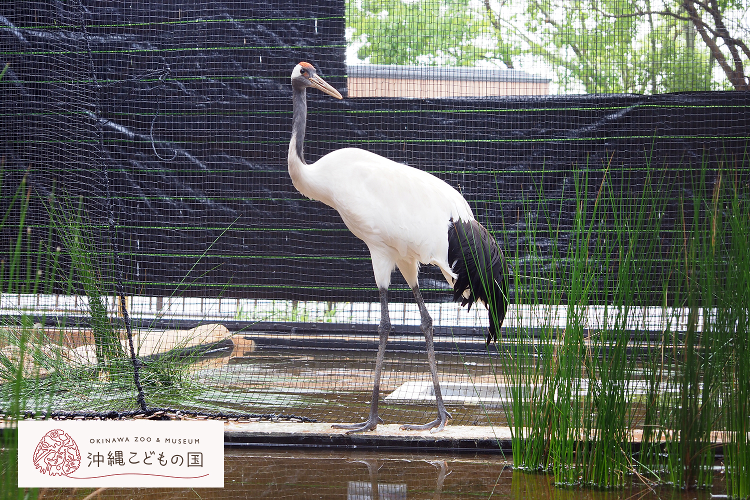 タンチョウの写真