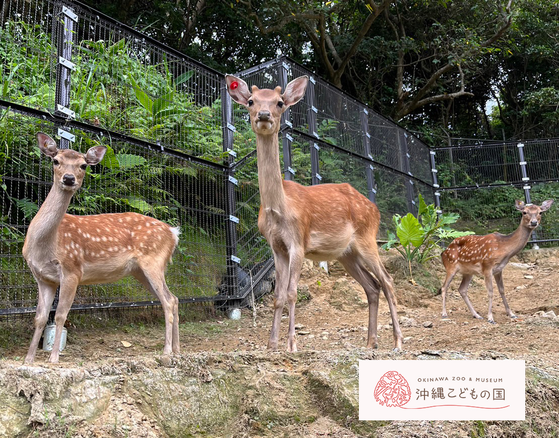 ホンシュウジカの写真