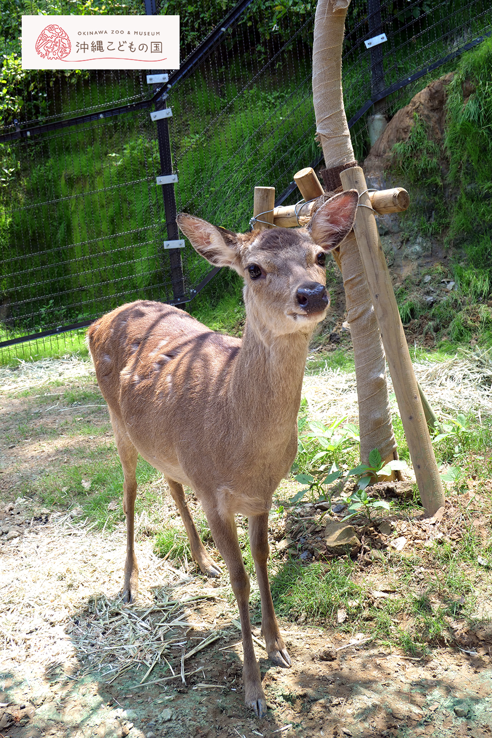 ホンシュウジカの写真