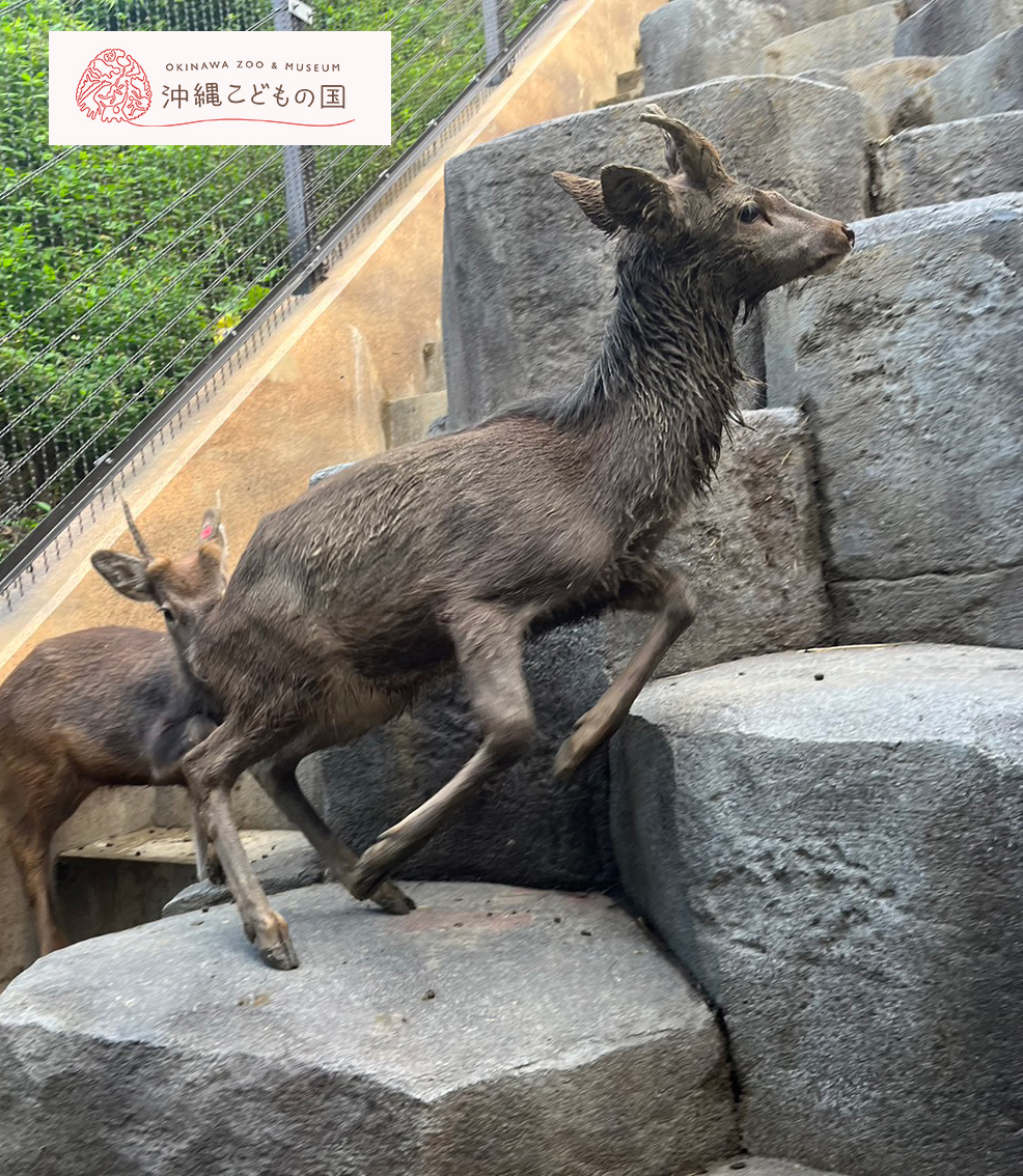 ホンシュウジカの写真