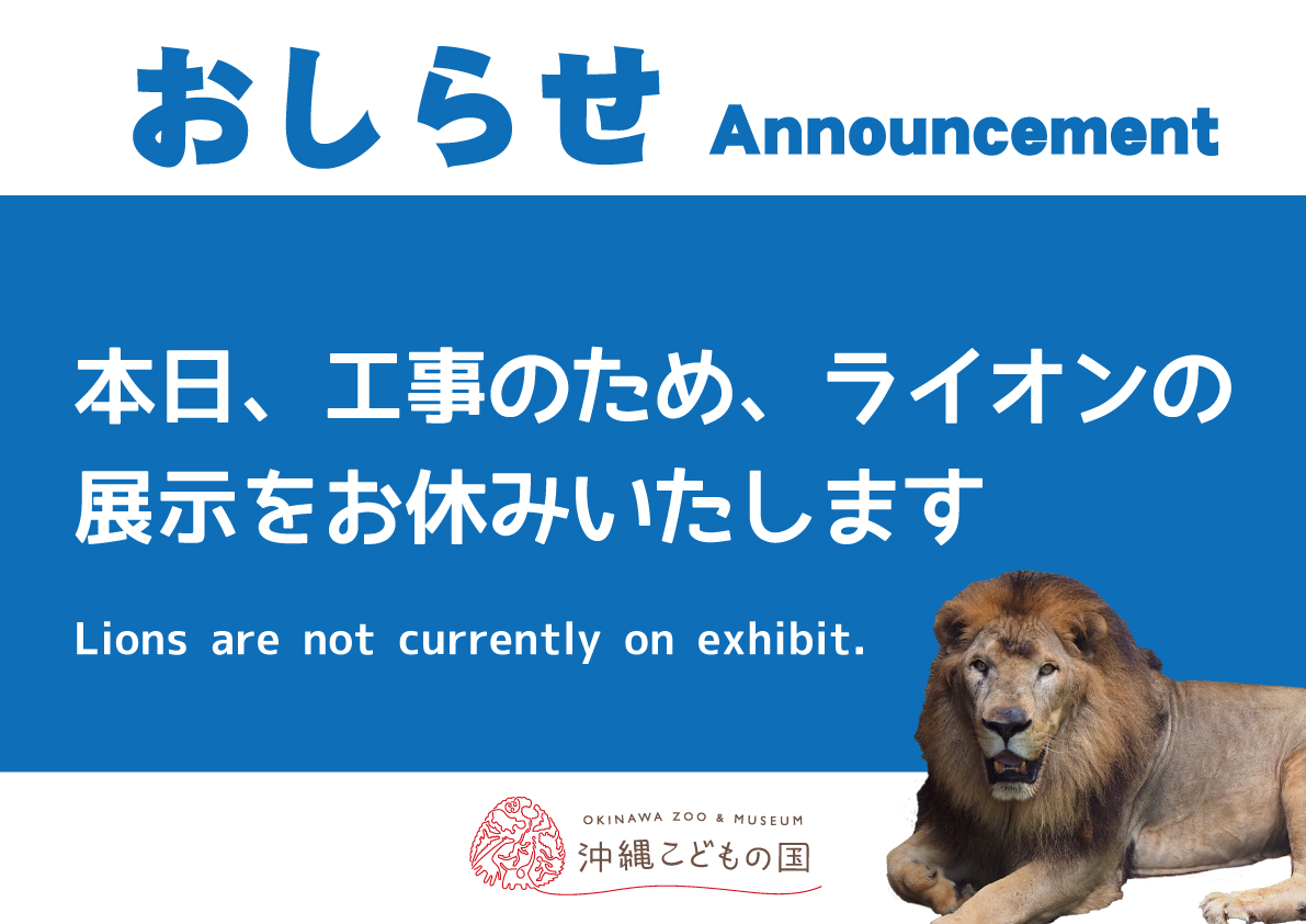12/26展示休止】ライオン | 沖縄こどもの国 - Okinawa Zoo & Museum