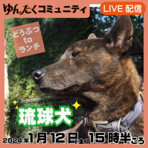 ゆんたくコミュニティ限定ライブ配信どうぶつtoランチ【琉球犬】