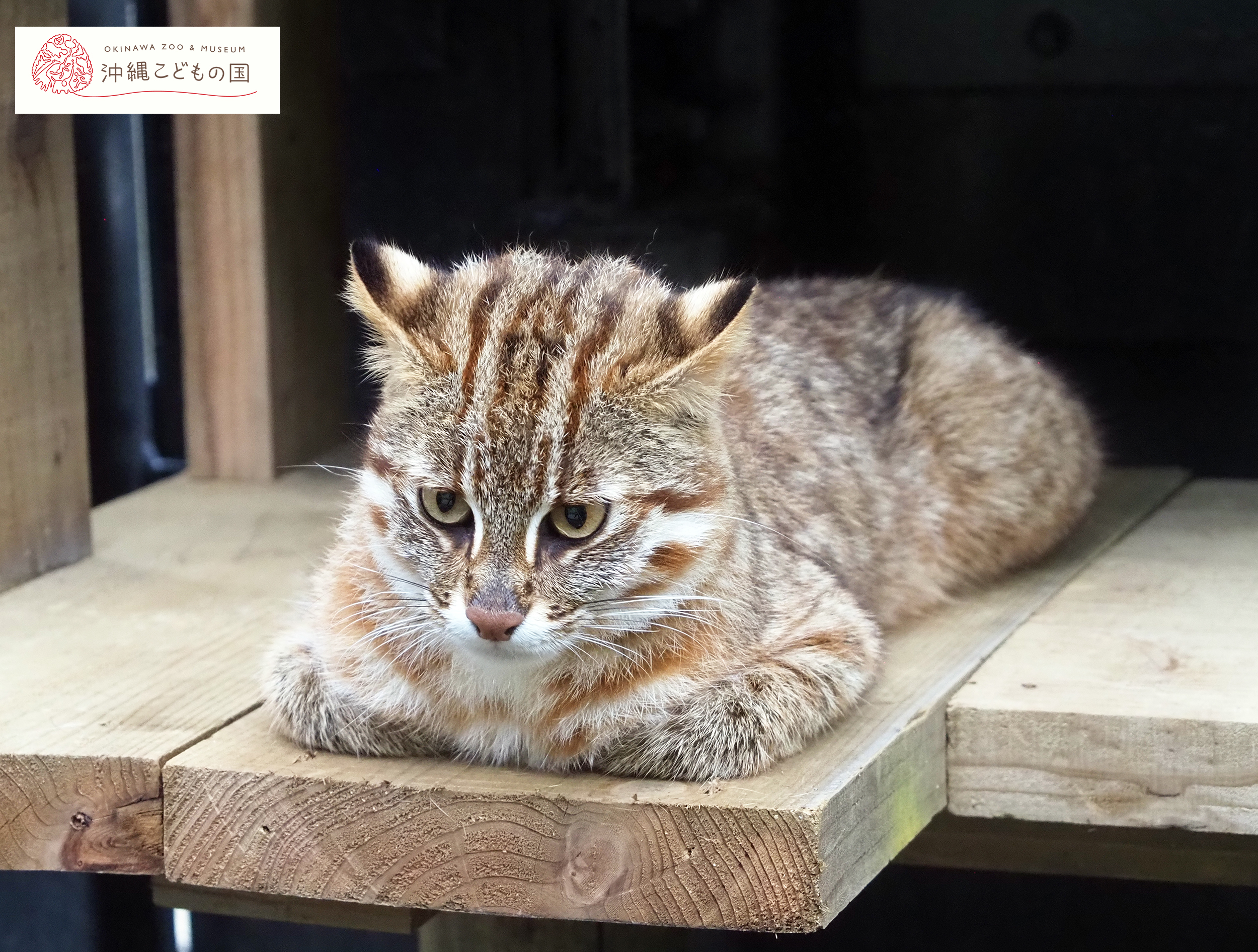 動物図鑑 | 沖縄こどもの国 - Okinawa Zoo & Museum