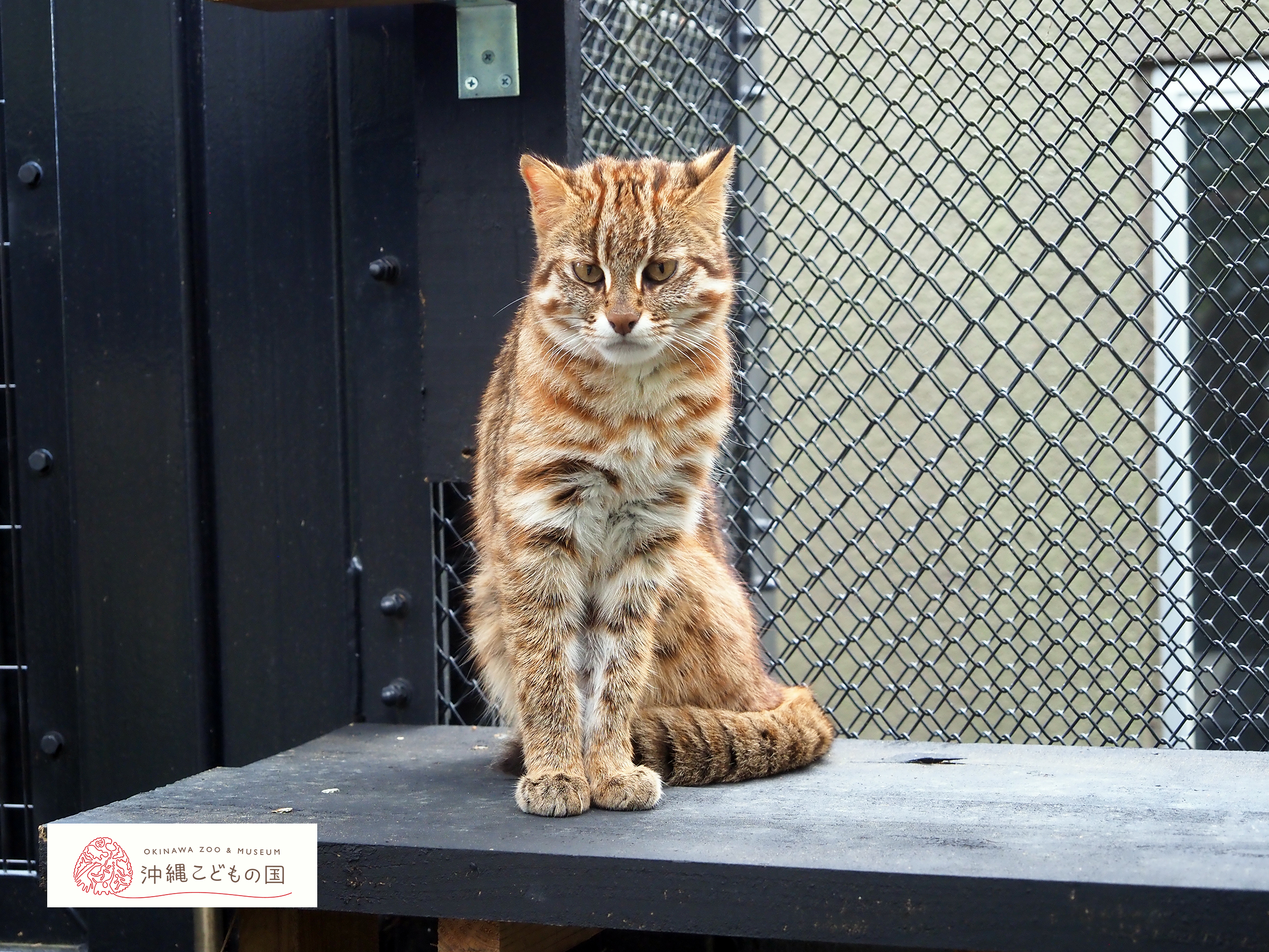 アムールヤマネコの写真