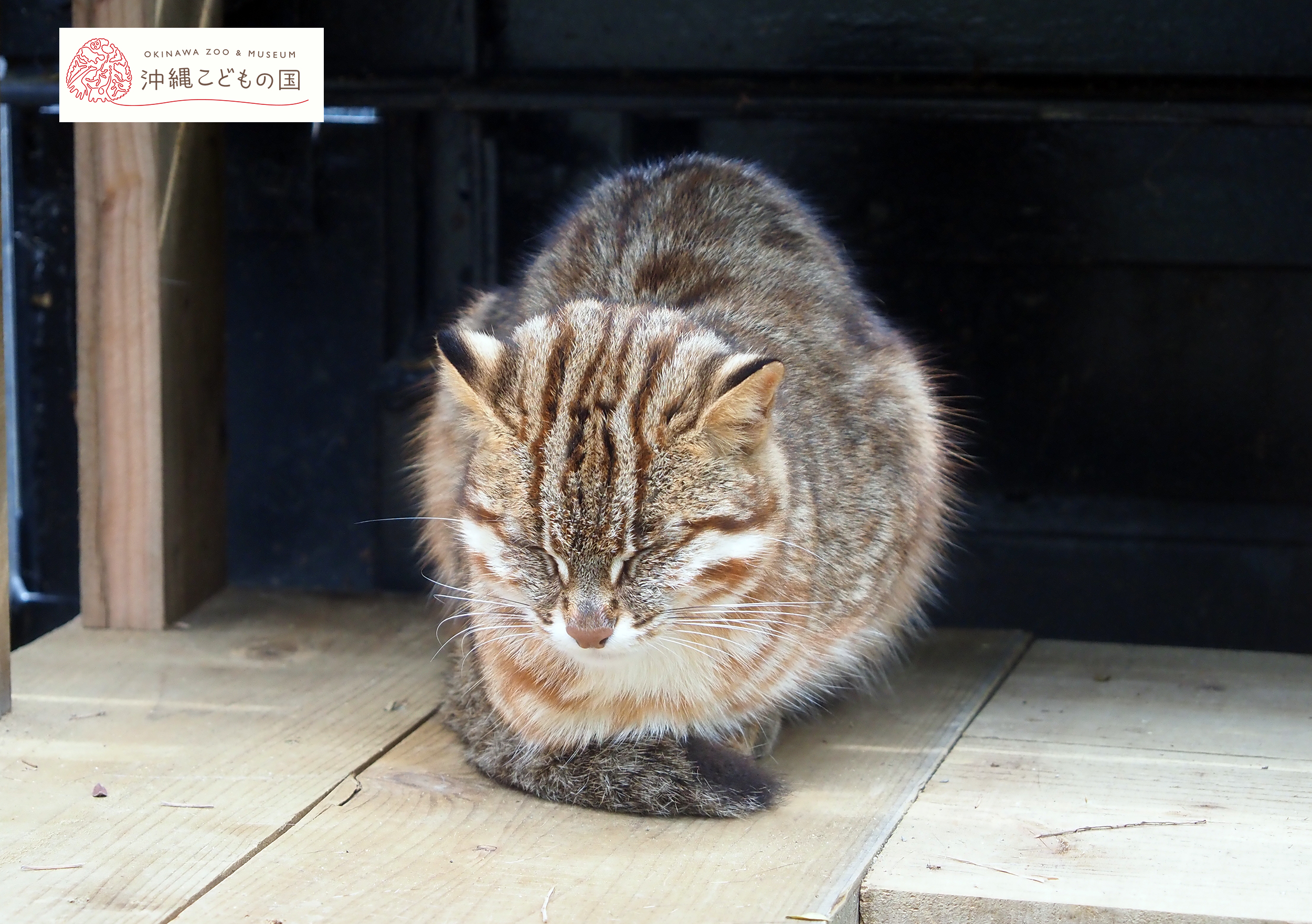 アムールヤマネコの写真