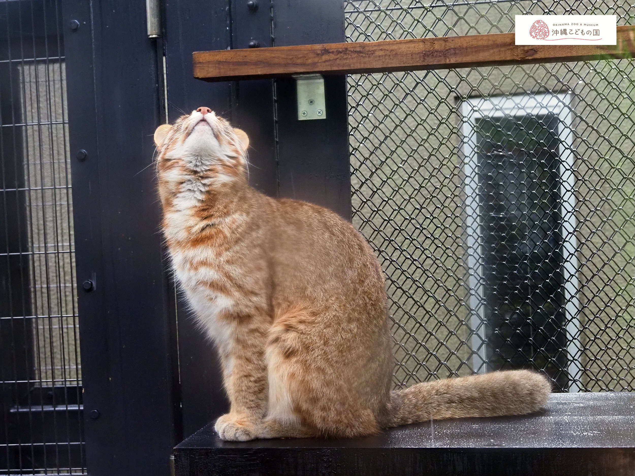 アムールヤマネコの写真
