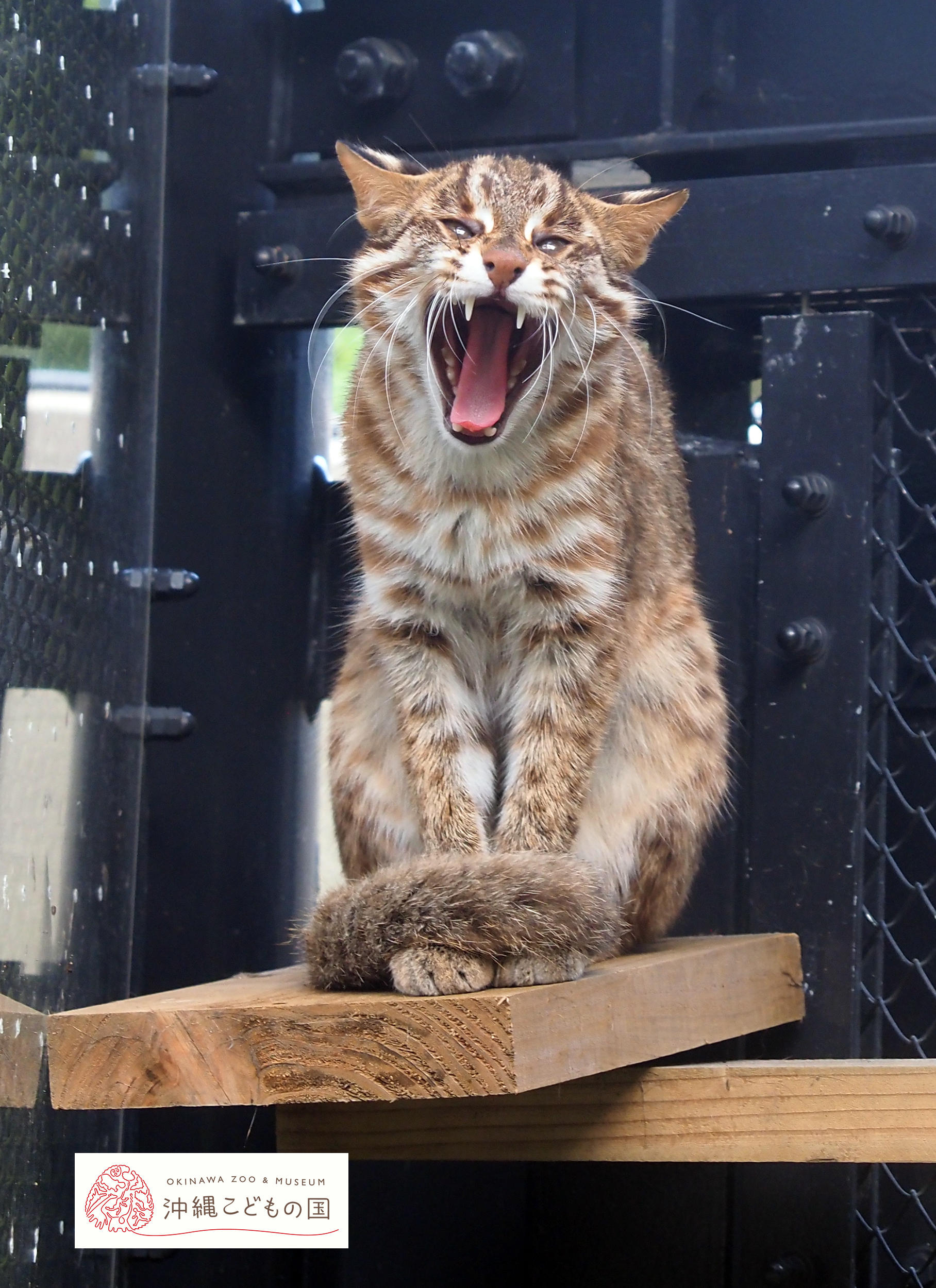 アムールヤマネコの写真