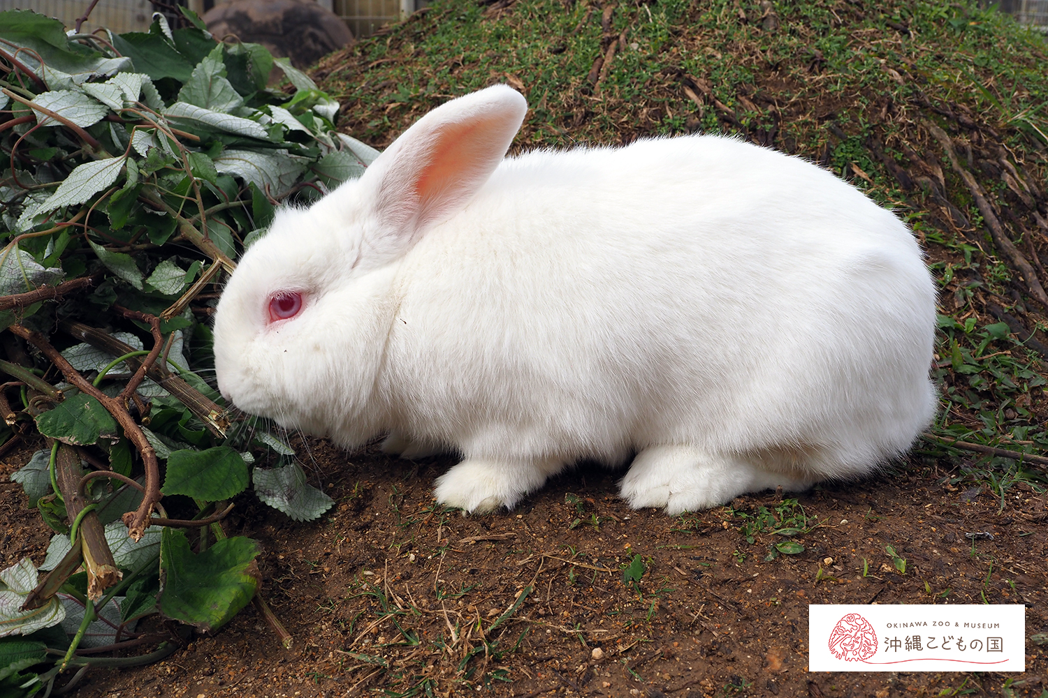 カイウサギの写真