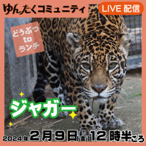 ゆんたくコミュニティ限定ライブ配信どうぶつtoランチ【ジャガー】