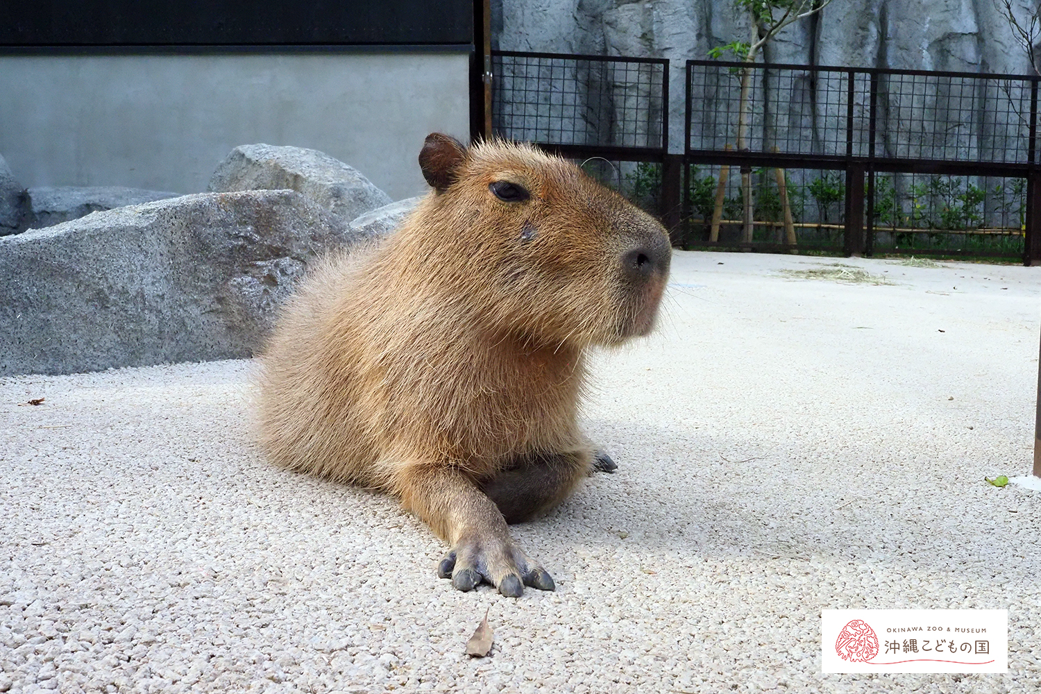 カピバラ（オニテンジクネズミ）の写真