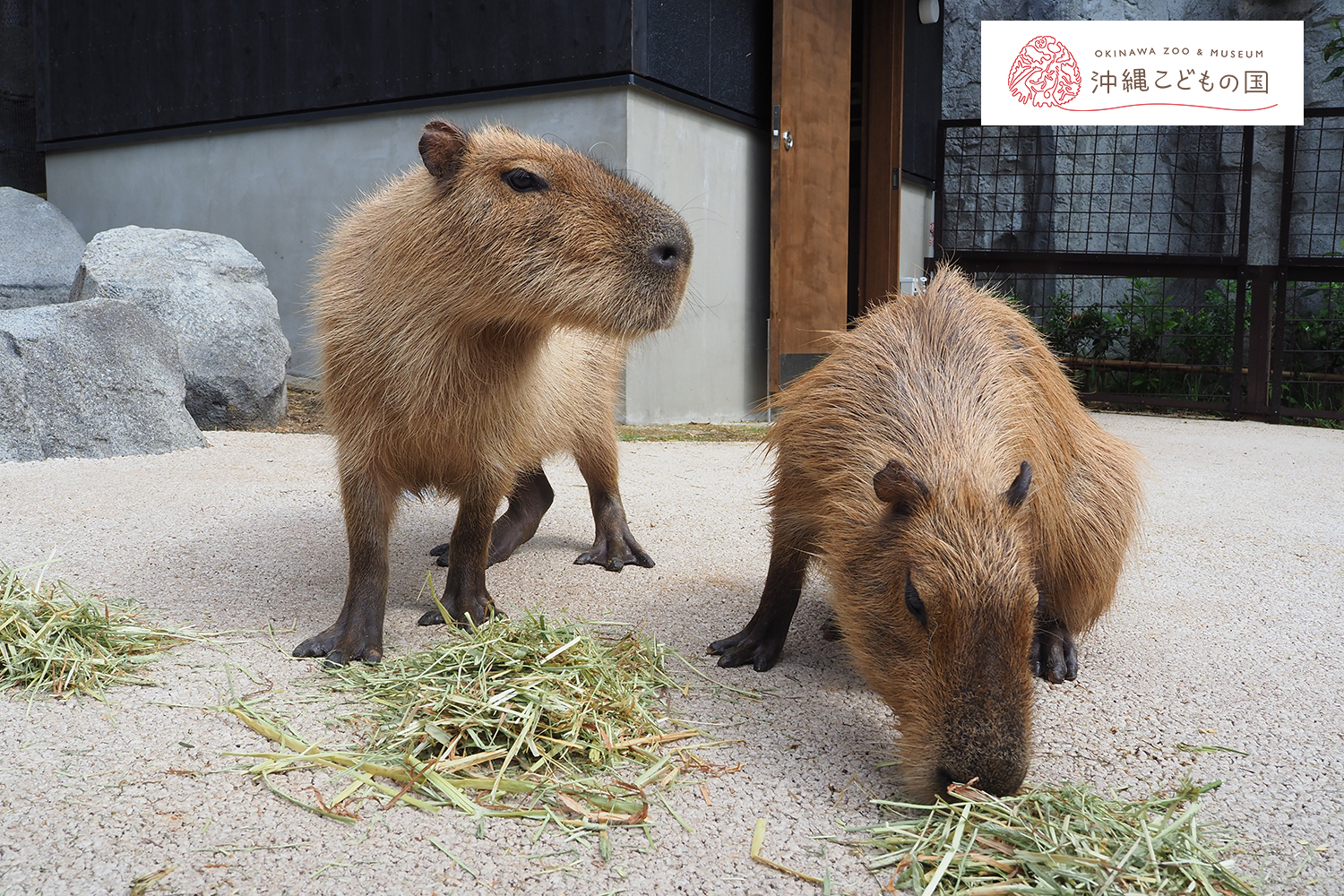 カピバラ（オニテンジクネズミ）の写真