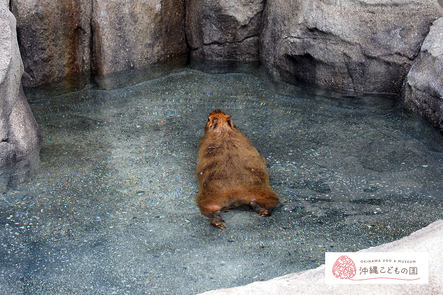 カピバラ（オニテンジクネズミ）の写真