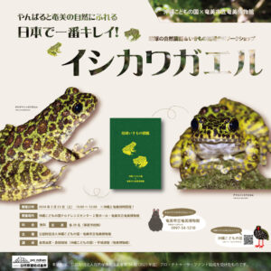 やんばる＆奄美の自然にふれるワークショップ「日本で一番キレイ！イシカワガエルのいきもの図鑑作り」