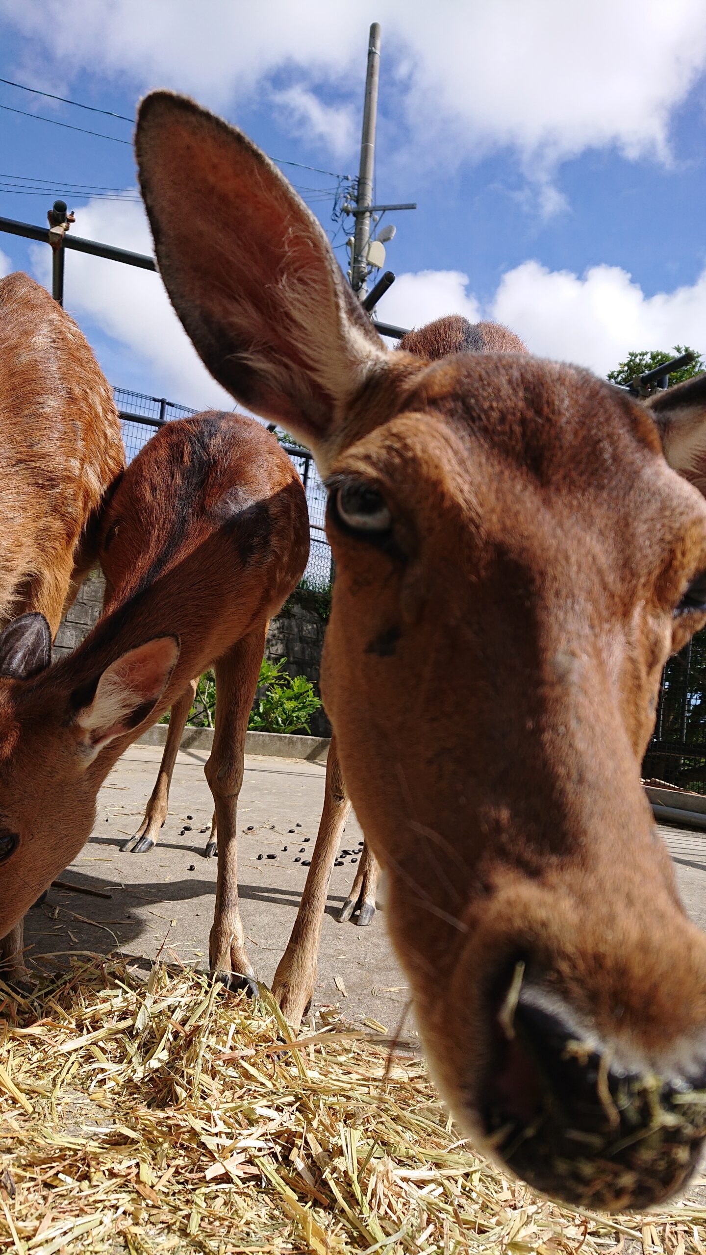 ハナジカのかでの死亡について | 沖縄こどもの国 - Okinawa Zoo & Museum