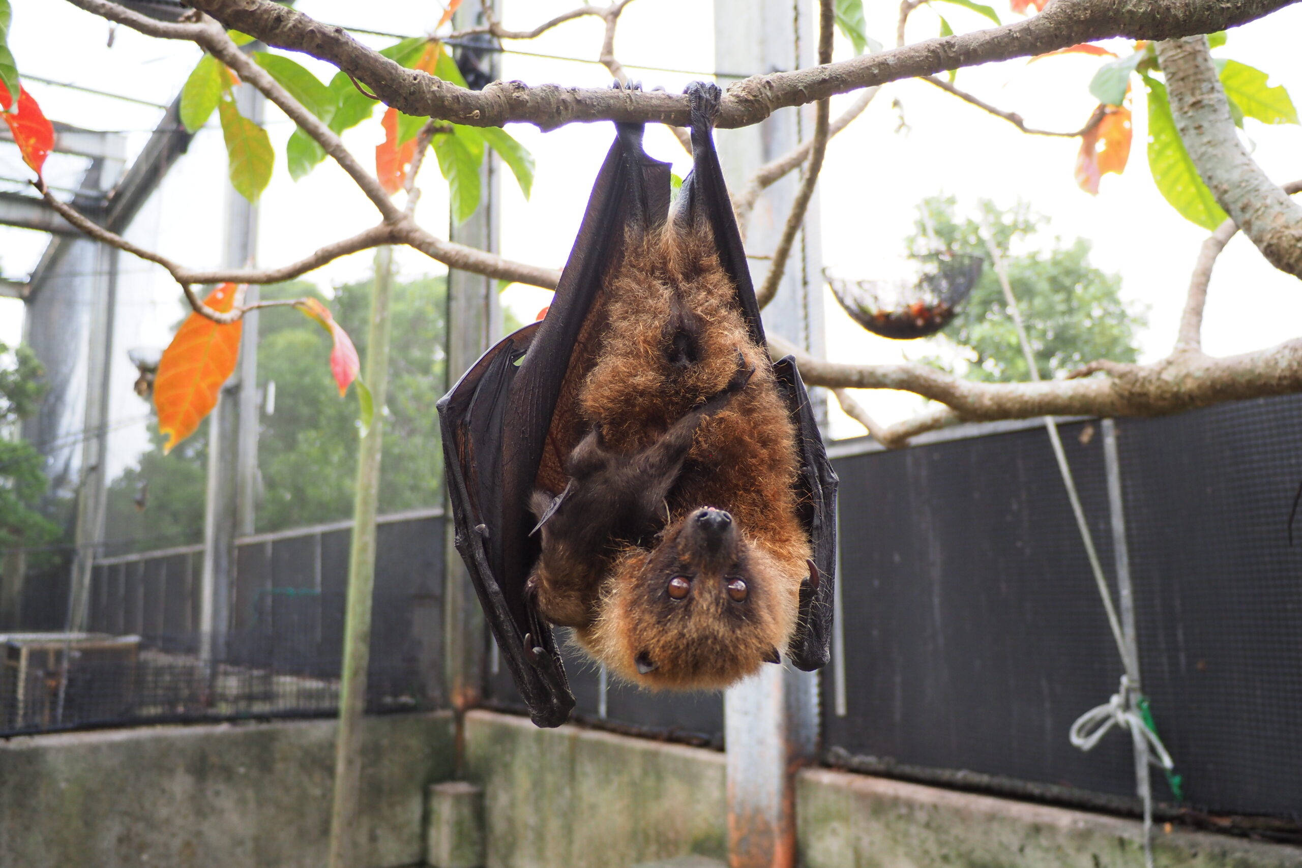 オリイオオコウモリの赤ちゃんが2頭誕生！ | 沖縄こどもの国 - Okinawa