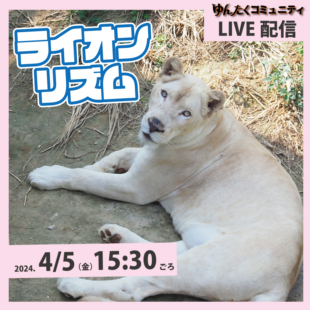 【確認用】　ライオンの儀式 PSA9鑑定済〕ライオンの儀式(初期)【ウルトラ】{-}《魔法》