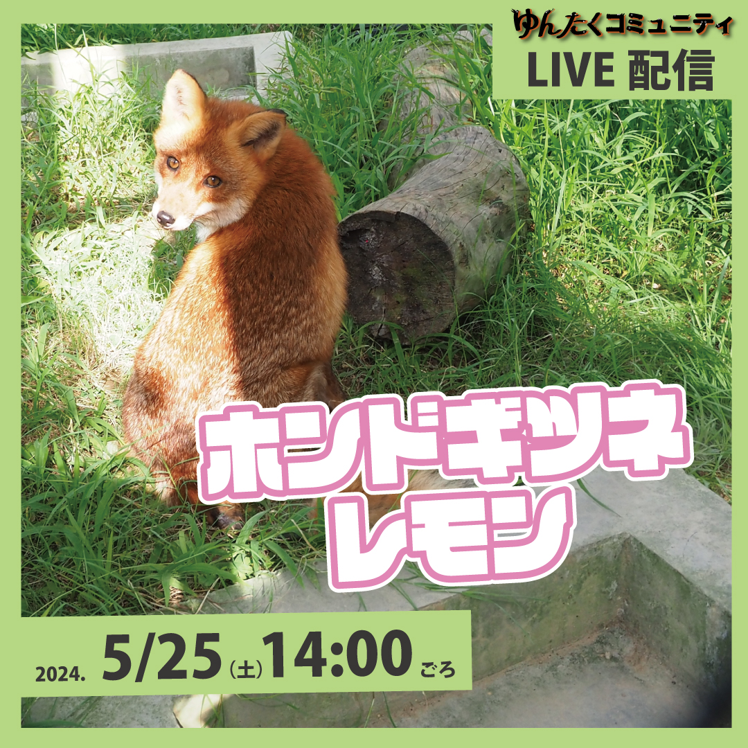 どんキツネ 【ライブ】ホンドギツネのレモン.jpg