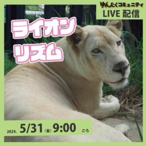 ゆんたくコミュニティ限定ライブ配信「ライオンのリズムとおっかけっこ」